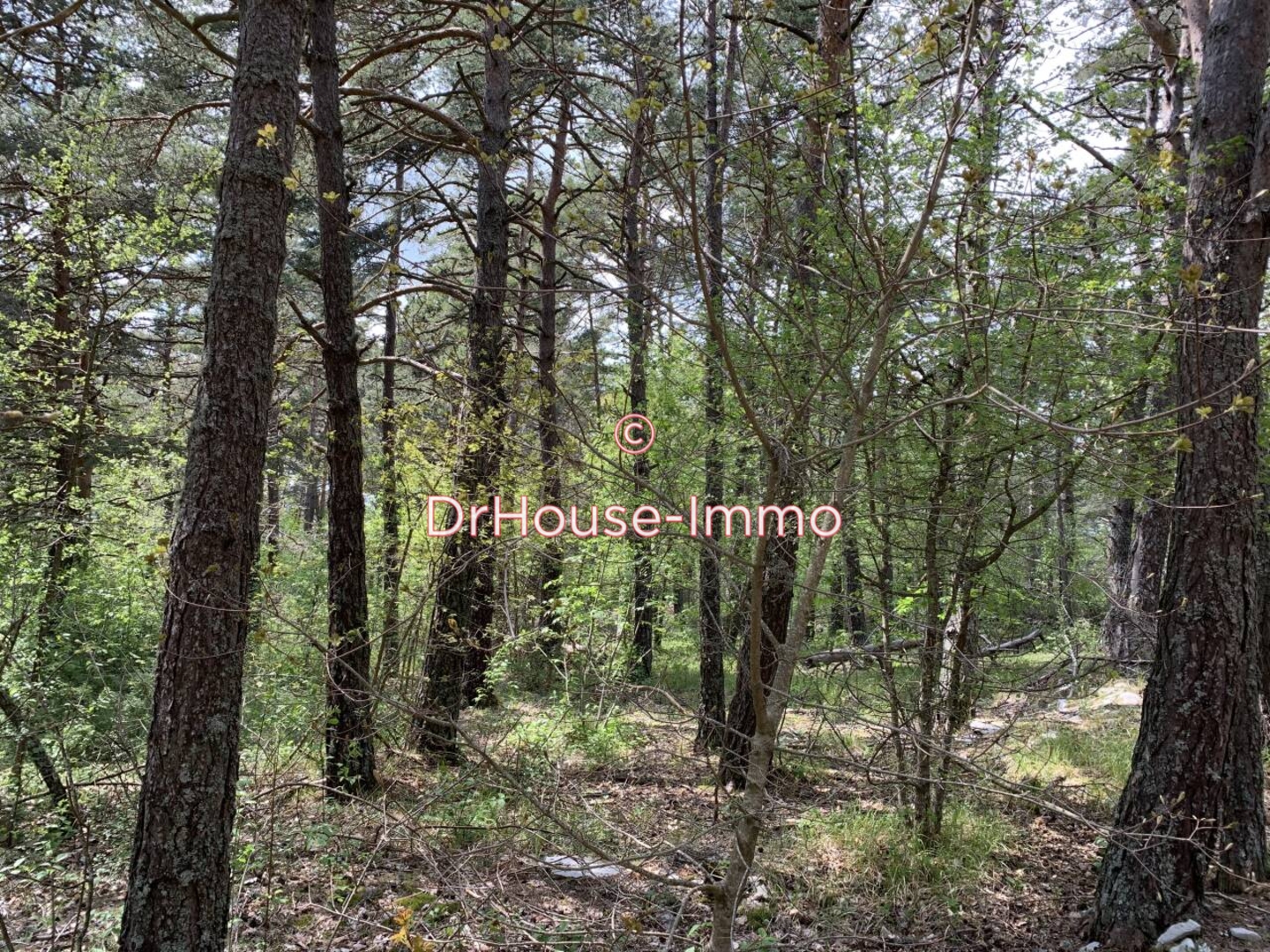 Photo 3 : Vente Terrain  Caussols 2500 m²