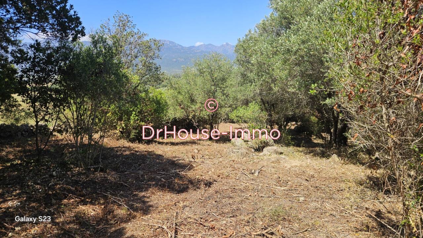 Photo 2 : Vente Terrain Figari 1490 m²