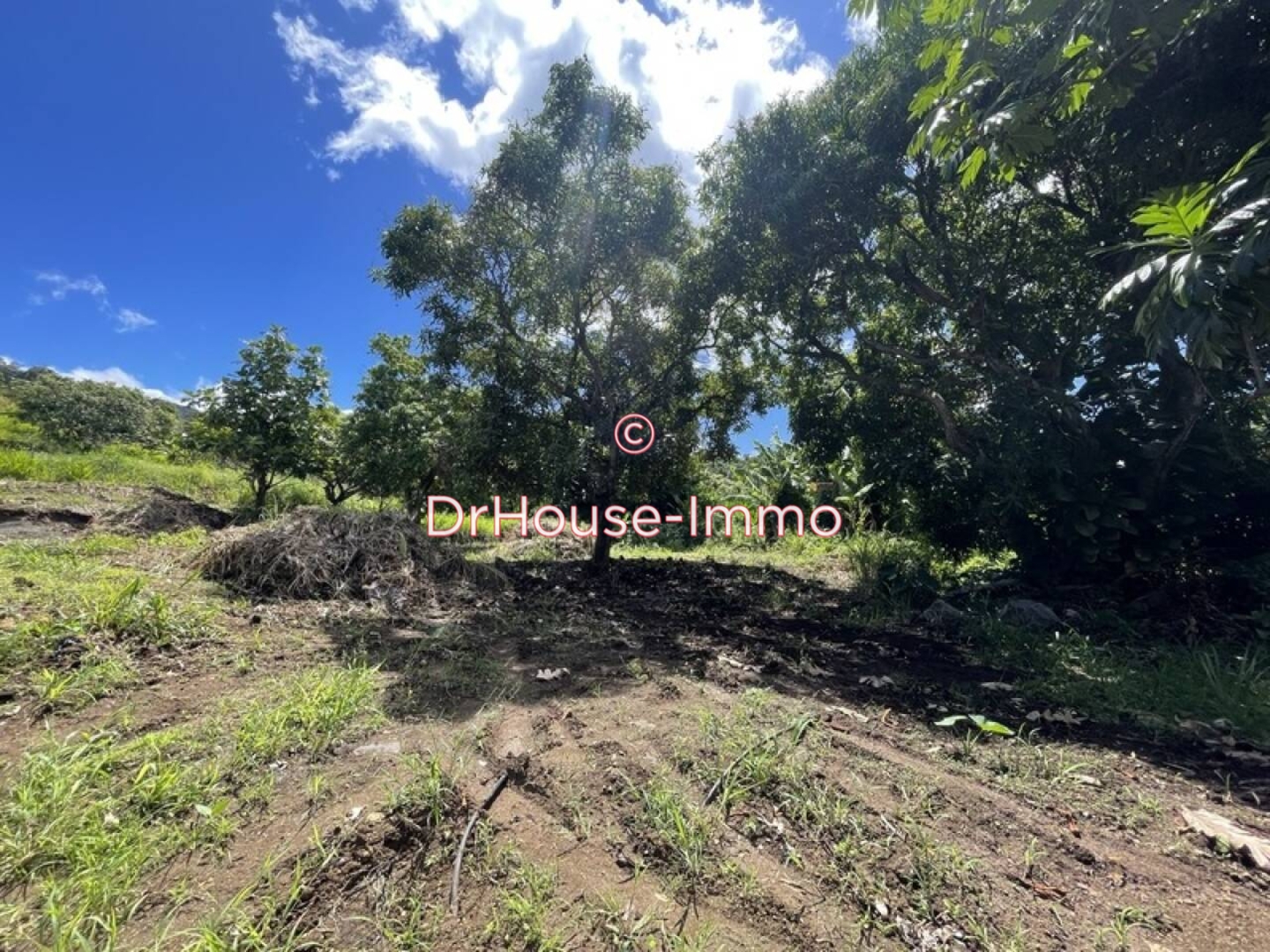 Terrain de 800 m² - Vieux-Habitants (97119)