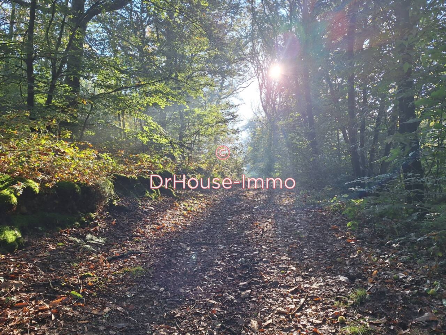 Maison 13 pièces de 372 m² - Mervent (85200)