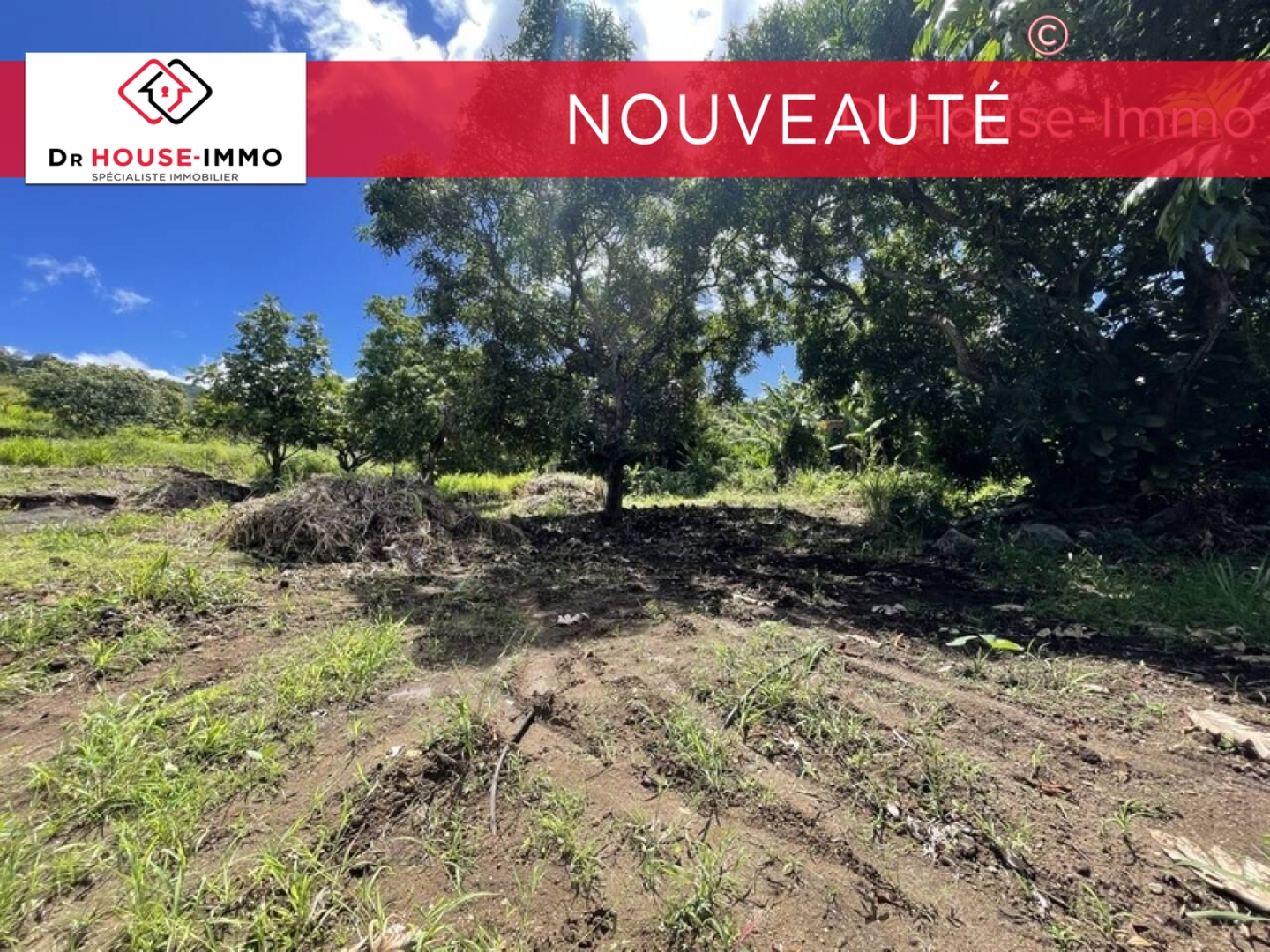 Photo 1 : Vente Terrain Vieux-Habitants 800 m²