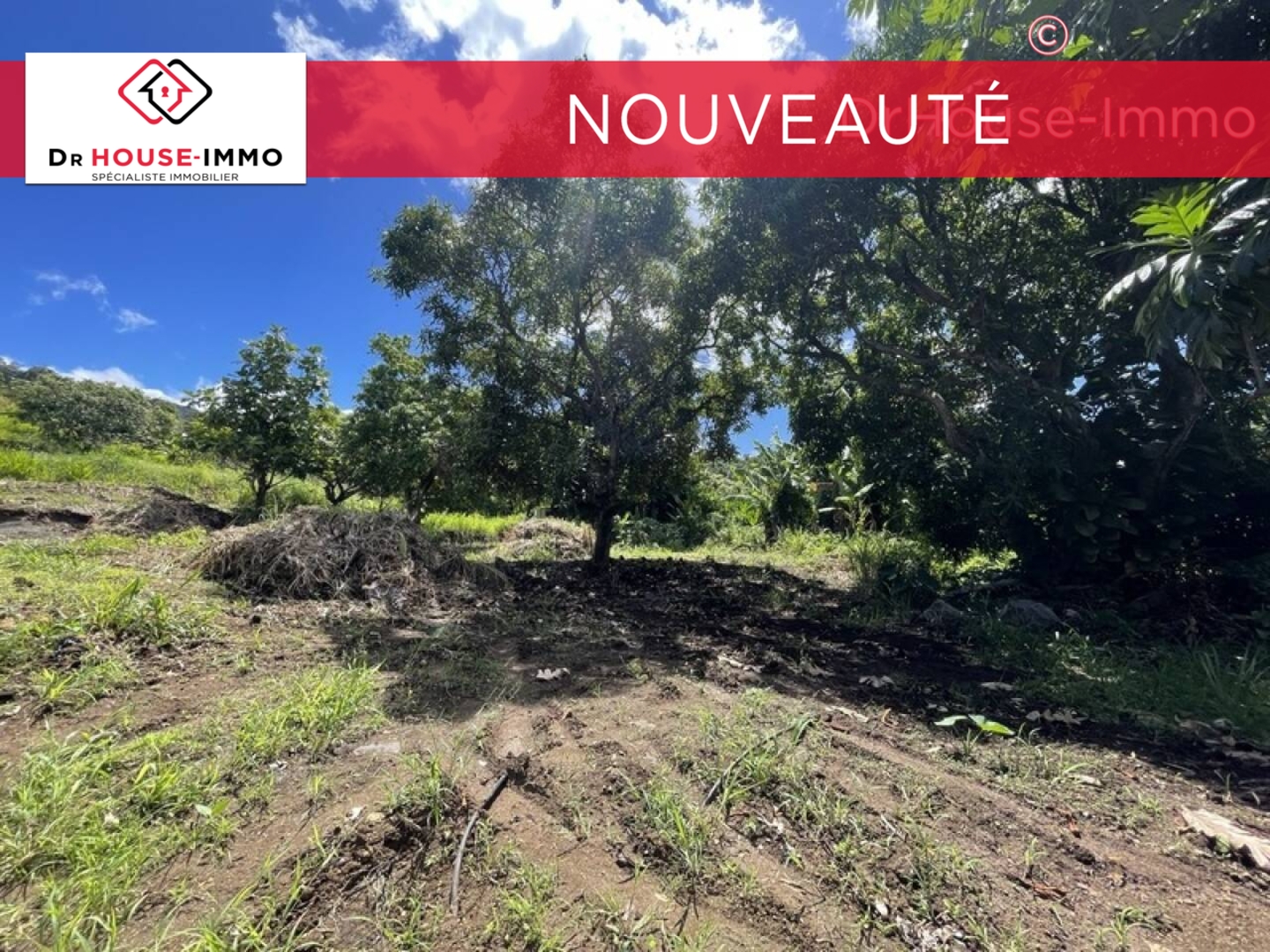 Photo 3 : Vente Terrain Vieux-Habitants 800 m²