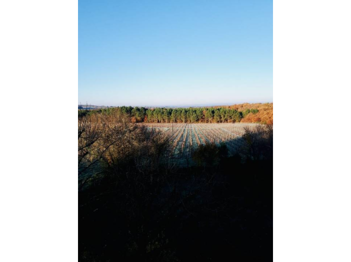 Image 15